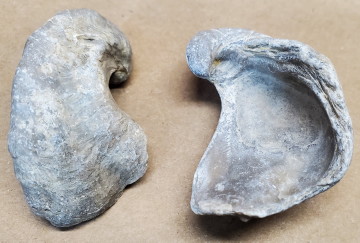 Pelecypod - Devil's Toenail